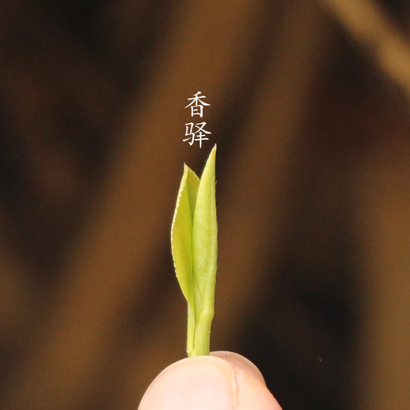茶叶图片